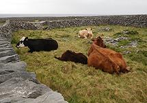 Cattle