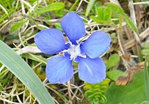 Spring Gentian