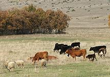 Area’s rich pastures