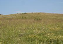 Semi-natural dry grasslands