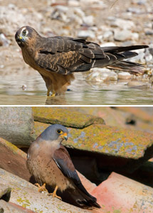 Montagu's Harrier