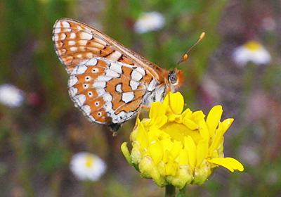 Marsh Fritillary