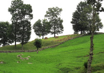 Livestock farming that combines trees with grasslands in an integrated system