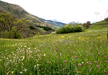 Mountain hay meadows