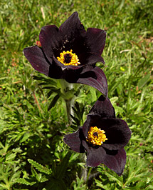 Pasque flower