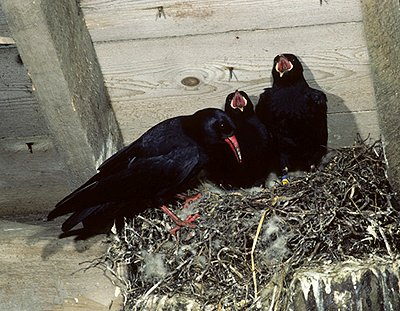 Red-billed chough