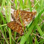 Marsh fritillary