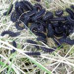 Marsh fritillary larvae