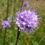 Devil's bit scabious (Succisa pratensis)