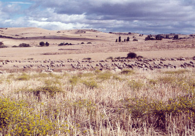 Cereal steppes of Rio Jarama & Henares (Spain)