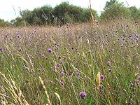 Habitat Euphydryas aurinia