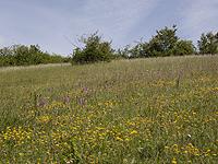 Habitat Euphydryas aurinia