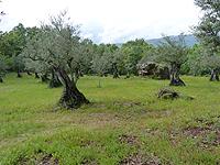 Habitat Euphydryas aurinia